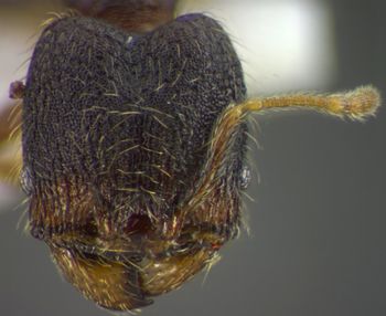 Media type: image;   Entomology 34344 Aspect: head frontal view
